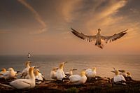 Honey I'm Home - Landende Jan van Gent