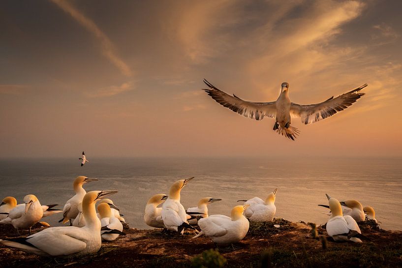 Gannet by Erwin Maassen van den Brink