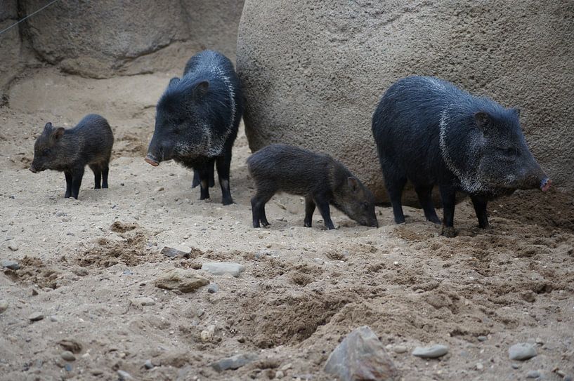 Halsbandpekari's by Ronald en Bart van Berkel