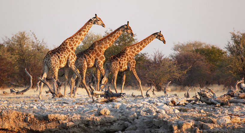 Giraffen am Wasserbrunnen in Afrika von Jeffrey Groeneweg