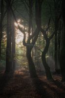 Les arbres qui dansent