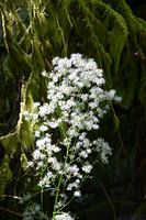 Stilleben im Stanley Park