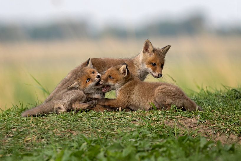 spelende vosjes par gea strucks