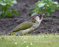 Green woodpecker in the rain