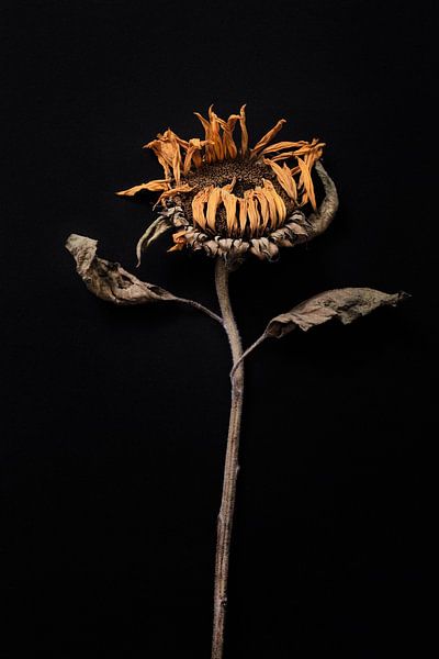 getrocknete Sonnenblume von Karel Ham