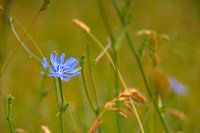 Wild Chicory