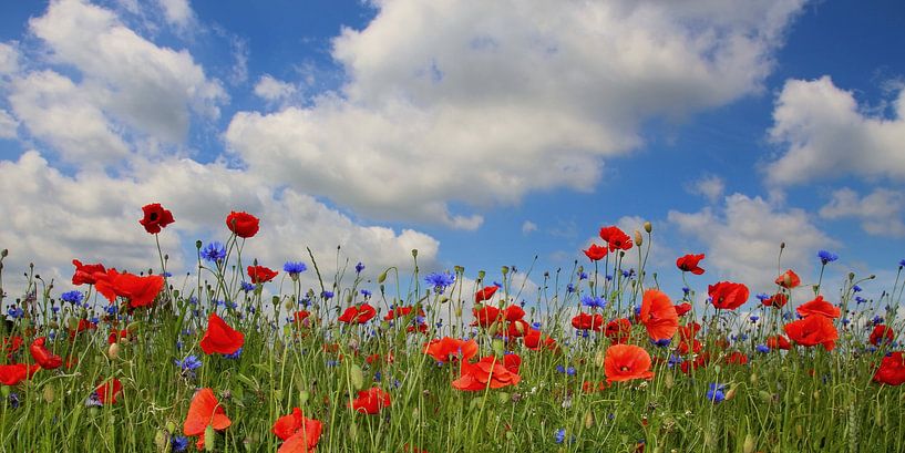 Poppy panorama by Ostsee Bilder