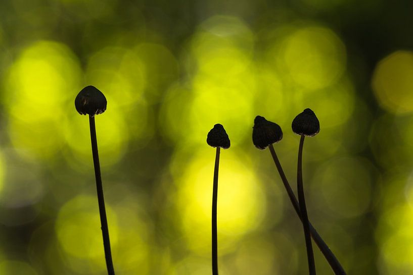Tanzende Ballerinas von Rick Goede