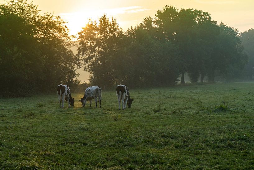 Kühe in der Morgensonne von Hessel de Jong Fotografie