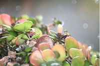 belle nature 4 / plante colorée