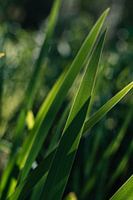 Shadow of grass blades