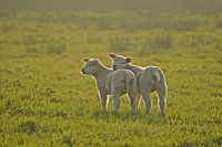 Ik ben een beetje moe.