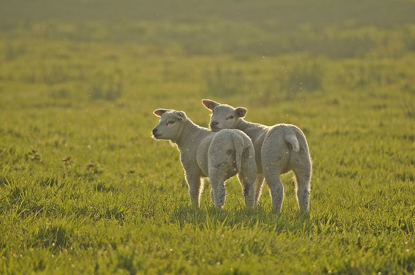 Ik ben een beetje moe. par Marjan Kooistra