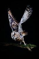 The Long-eared Owl