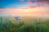 Vaches dans la brume dans les Alde Feanen