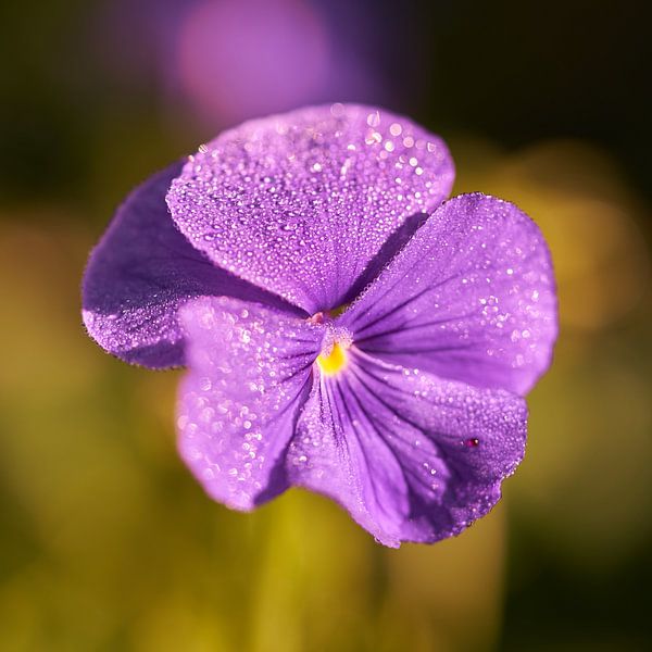 Pansy with morning dew by Geert Perdaens