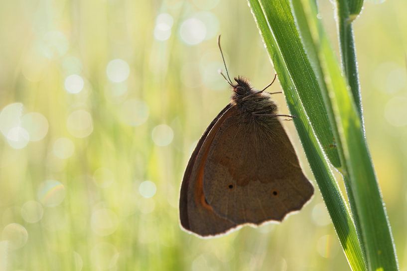Vlinder par Astrid Brouwers