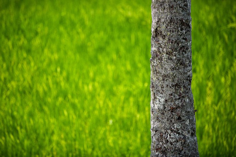 Rice Terraces - Bali, Indonesia by Martijn Smeets