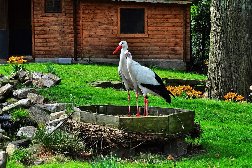 Störche par Edgar Schermaul