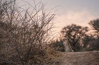 Den Sonnenaufgang beobachten