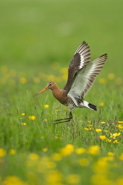 Grant im Polder von Jeroen Stel