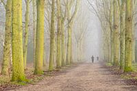 Avenue of Trees in the Mist