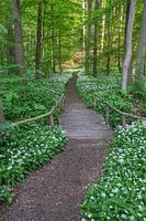 Way through the wild garlic
