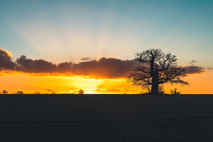 Monumental bare oak in the sunset by Catrin Grabowski