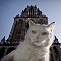 Kneipenkatze im Domturm Utrecht
