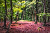 Niederländischer Wald