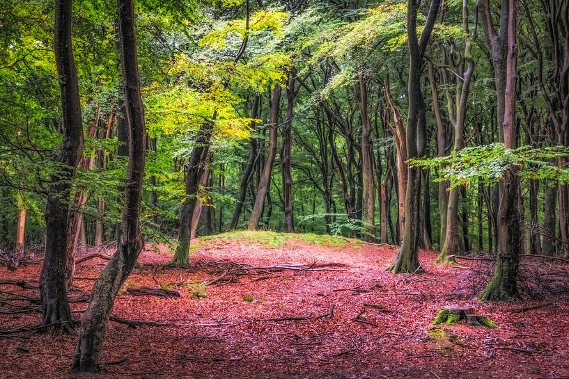 Niederländischer Wald von Peter Bijsterveld