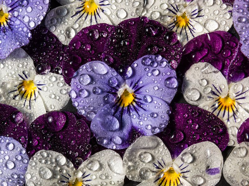 Wallflowers: Pansies with water droplets by Marjolijn van den Berg