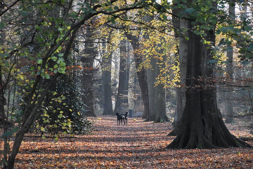 Oud bos met grote beuken in de herfst by Susan Dekker