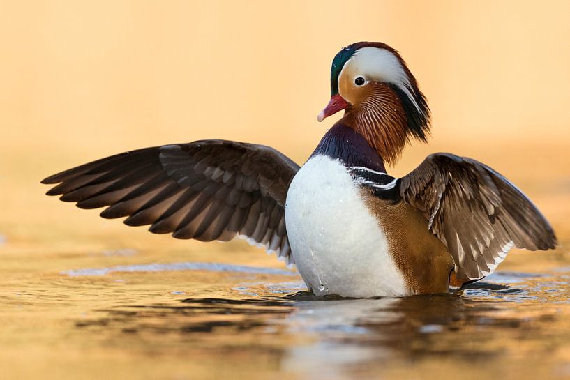 Mandarinente ( Aix galericulata ) schlägt mit den Flügeln von wunderbare Erde