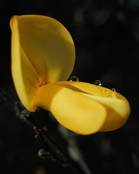 Blume mit Tropfen von Jan