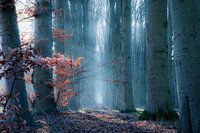 Blue contrast - Blauw contrast