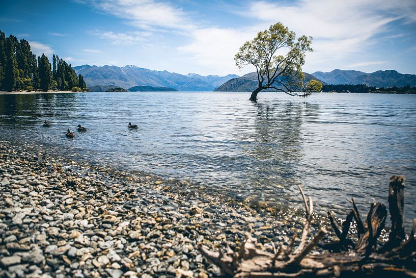 Cet arbre de Wanaka par Leon Weggelaar
