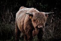 Scottish Highlander