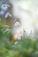 Snowdrops