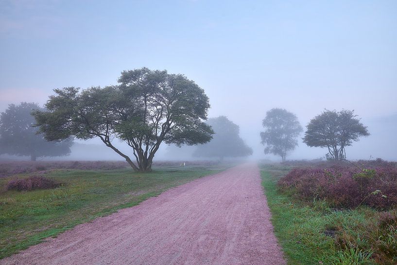 Sunrise on the blossoming purple heather by Ad Jekel