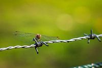 Dragonfly on barbed wire