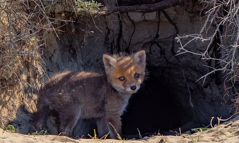 Young fox cub by Natascha Worseling