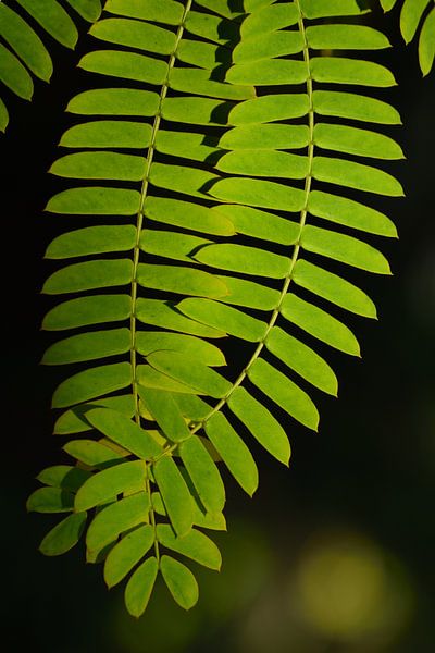 Green leaves against dark background by Ulrike Leone
