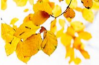Golden leaves