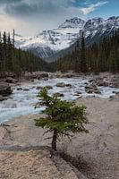 Yoho-Nationalpark, Kanada