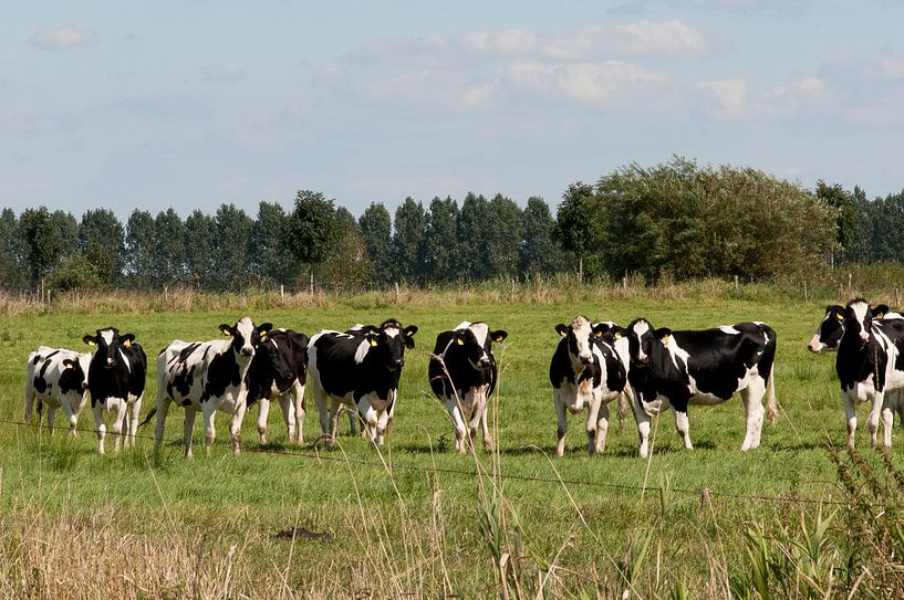 Koeien by Jaap Lagendijk
