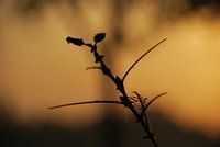 Takje in de ochtendzon