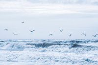 Möwen über der Brandung – Nordsee im Winterlicht