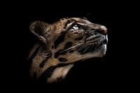 Le léopard de brume regarde vers le haut (fond noir).