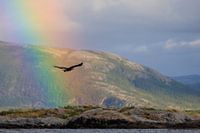 Pygargue à tête blanche dans un paysage de fjord en Norvège avec arc-en-ciel